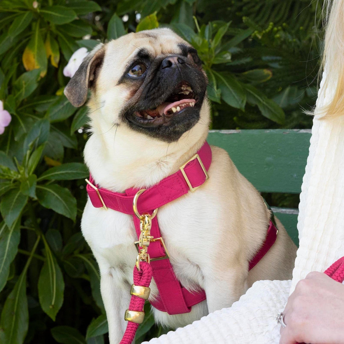 Hot Pink Dog Harness